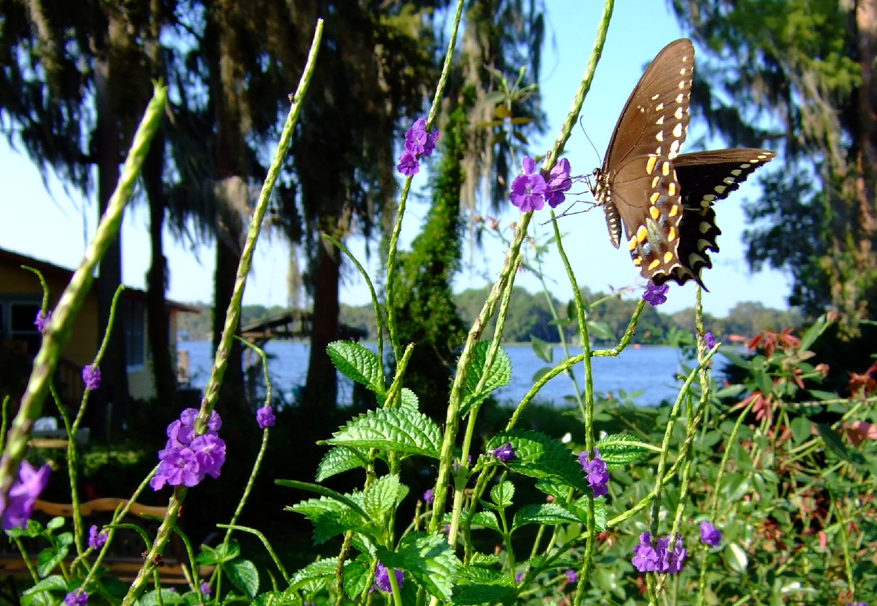 Butterfly